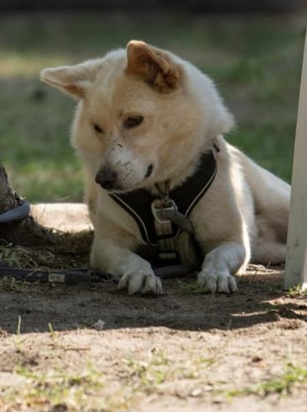 Zuhause gesucht für besonderen 🐕 HERMES