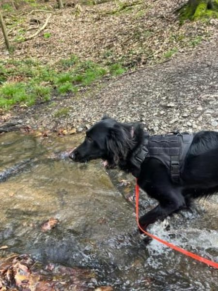 Suki verliert ihr Zuhause