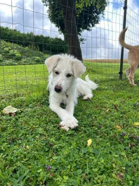 Jungspund Emma wartet auf ihre Familie!❤