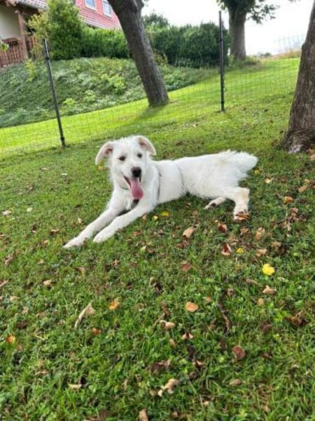 Jungspund Emma wartet auf ihre Familie!❤