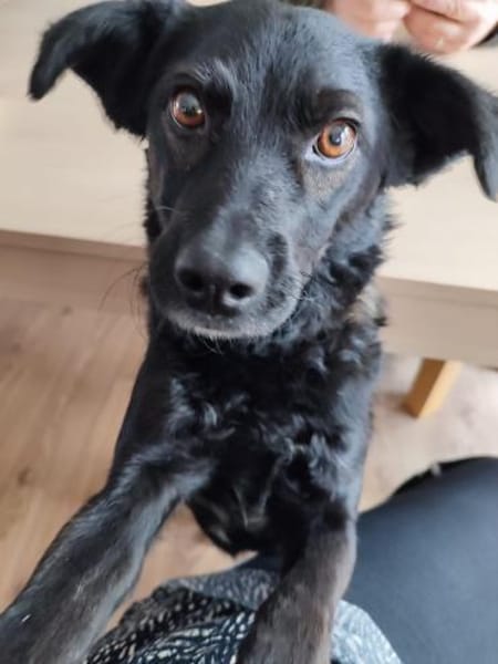❤Smilla❤ sucht ihr Zuhause