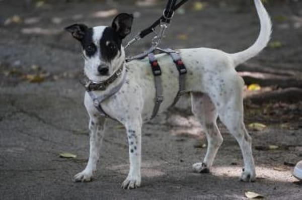 Cindy - Zuhause gesucht