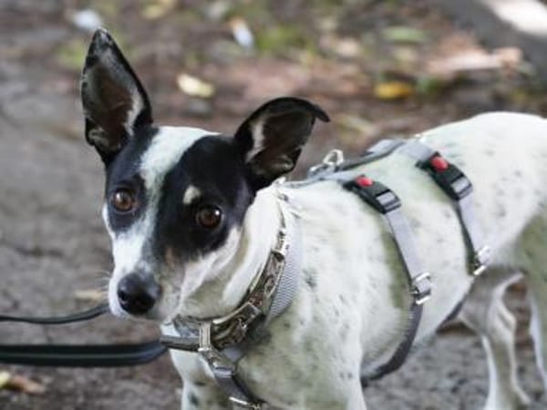 Cindy - Zuhause gesucht