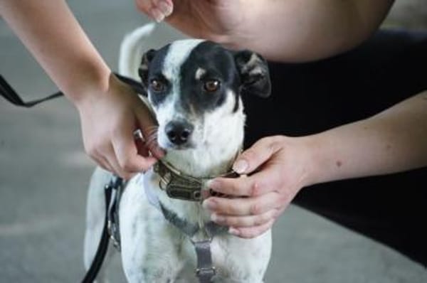 Cindy - Zuhause gesucht