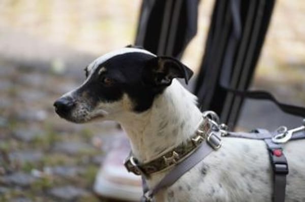 Cindy - Zuhause gesucht