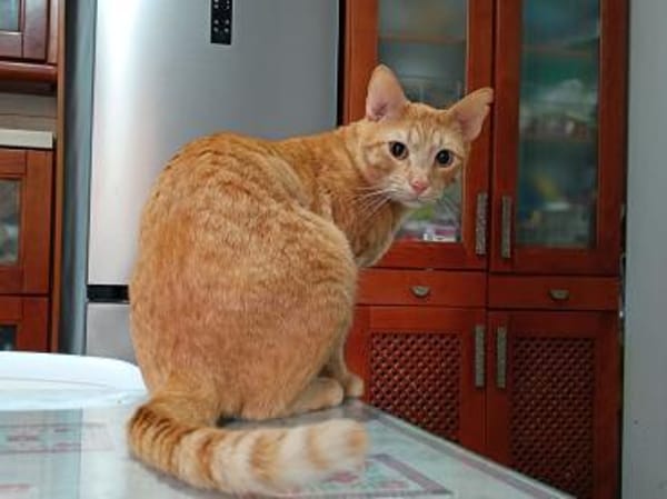 Oliver aus dem Tierschutz
