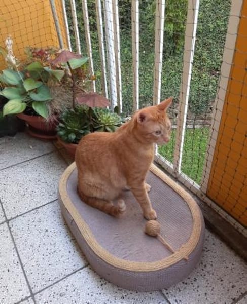 Oliver aus dem Tierschutz