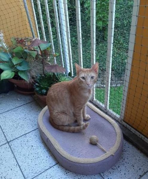 Oliver aus dem Tierschutz