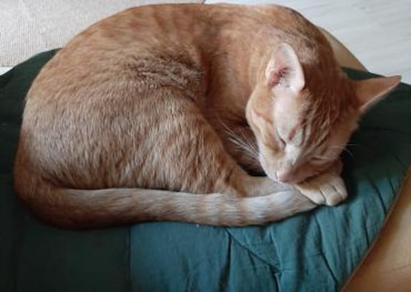 Oliver aus dem Tierschutz