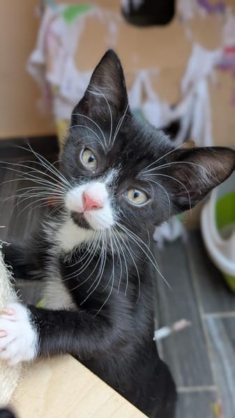 vier Kitten-Rabauken suchen Zuhause zum