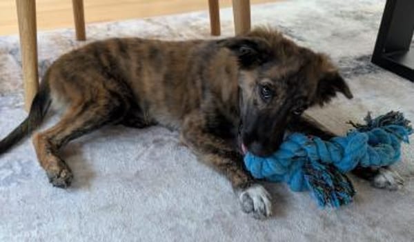 DENVER - wunderbarer Welpenjunge 🐶❤