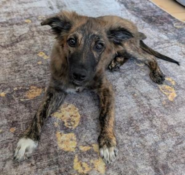 DENVER - wunderbarer Welpenjunge 🐶❤