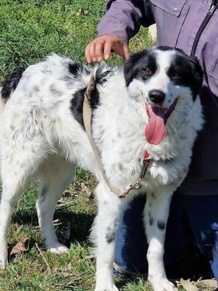 DRINGEND Platz für JACKSON gesucht 🆘‼