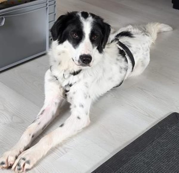 DRINGEND Platz für JACKSON gesucht 🆘‼