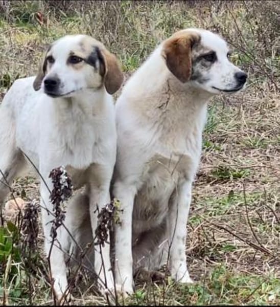 LILLY - sucht verständnisvolle Menschen