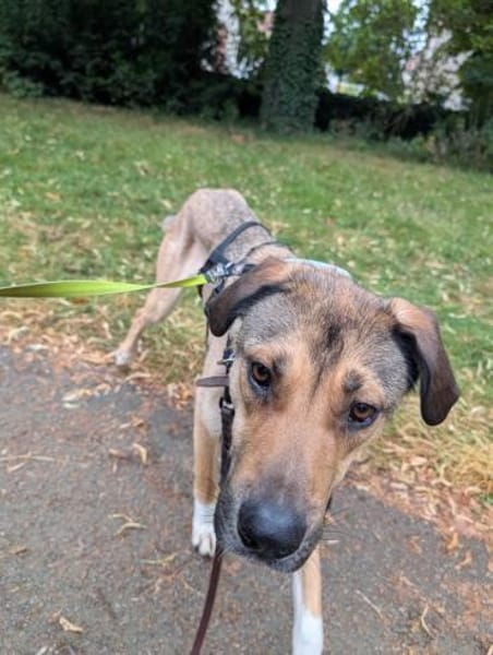 Nena sucht aktive Familie,auf PS Leipzig