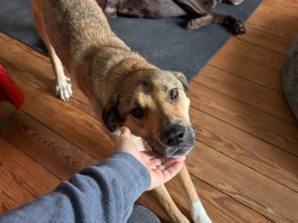 Nena sucht aktive Familie,auf PS Leipzig