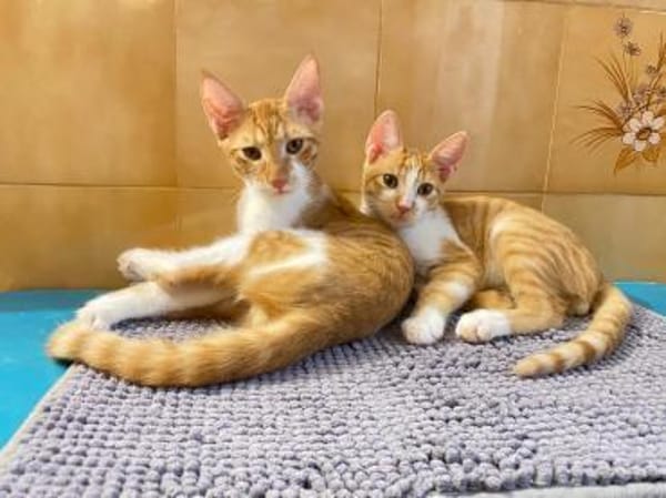 Fritz und Atlas aus dem Tierschutz