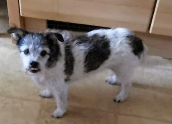 A.J. sucht ein neues Zuhause
