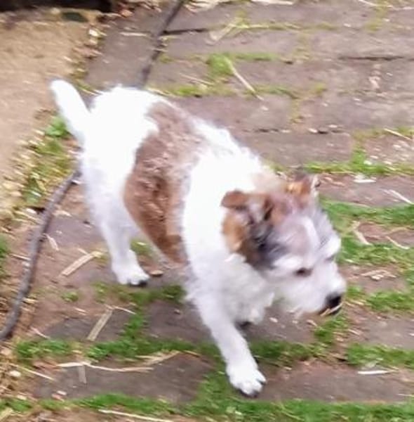 A.J. sucht ein neues Zuhause