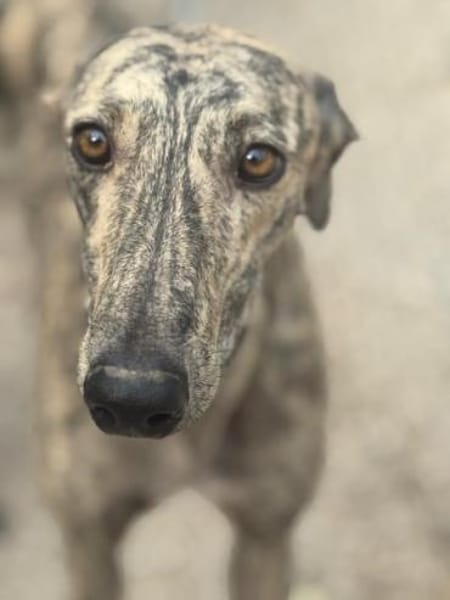 Toni ein wunderschöner Galgojunge