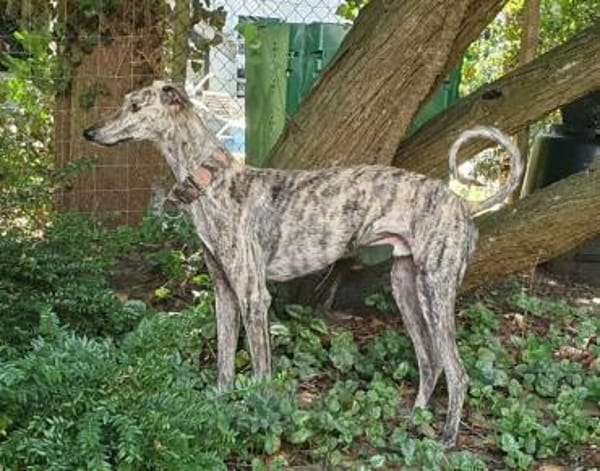 Toni ein wunderschöner Galgojunge