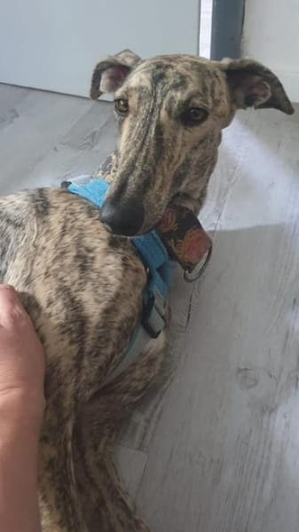 Toni ein wunderschöner Galgojunge