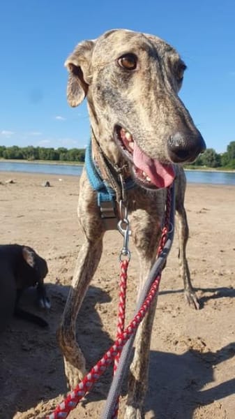 Toni ein wunderschöner Galgojunge