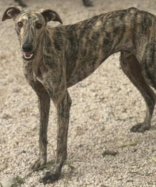Toni ein wunderschöner Galgojunge