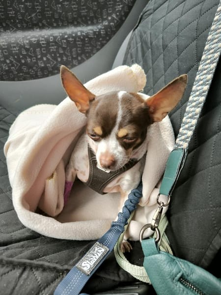 ♥♥Maya sucht ein Zuhause♥♥