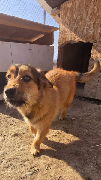 Chester, kleiner Hundemann ganz groß