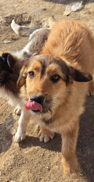 Chester, kleiner Hundemann ganz groß
