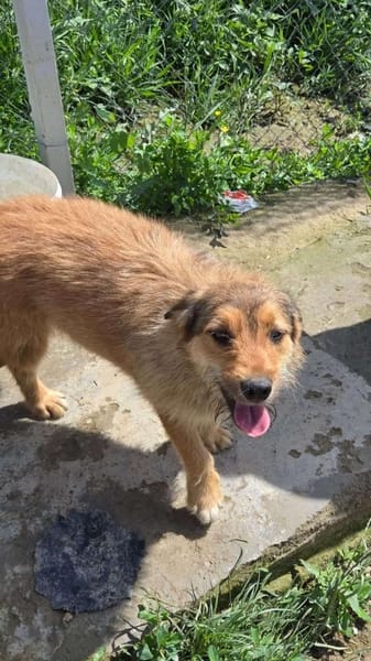 Chester, kleiner Hundemann ganz groß