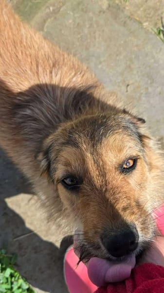 Chester, kleiner Hundemann ganz groß