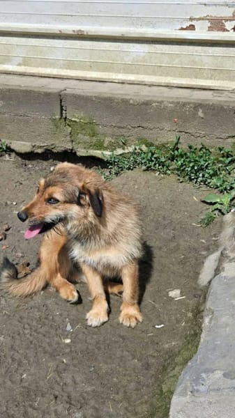 Chester, kleiner Hundemann ganz groß