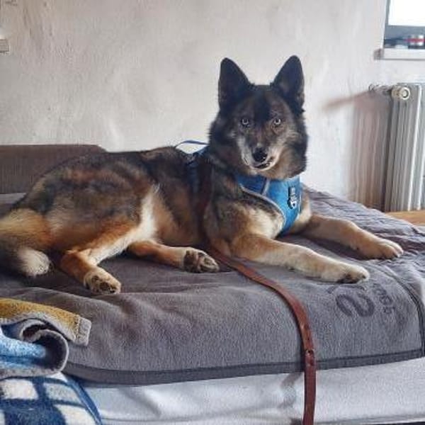 SAMURAI- ein toller Hund