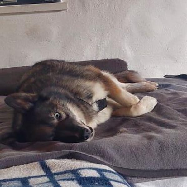SAMURAI- ein toller Hund