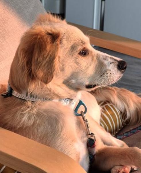 Zara❤ sucht ihr Zuhause