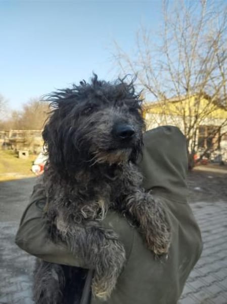 Ronny 47 cm (Pflegestelle)