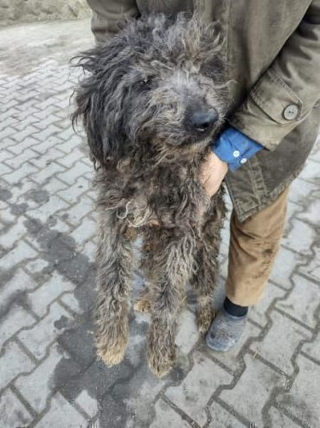 Ronny 47 cm (Pflegestelle)