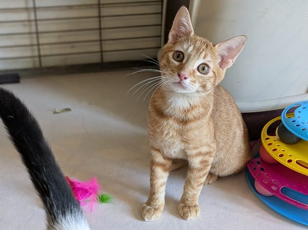 ARCHIE