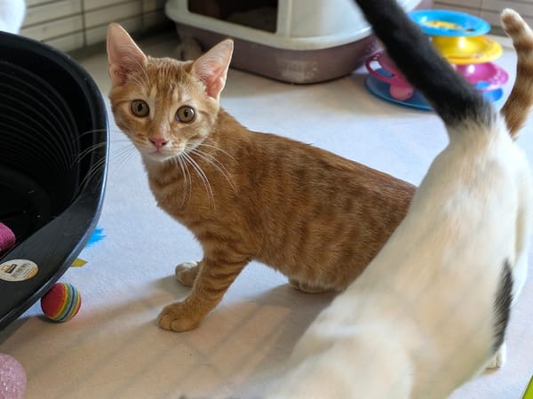ARCHIE