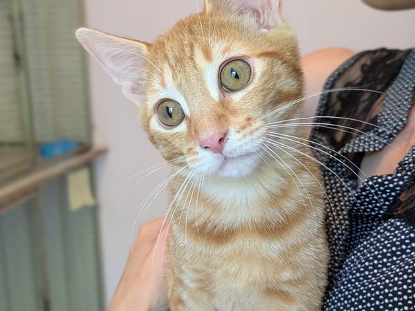 ARCHIE