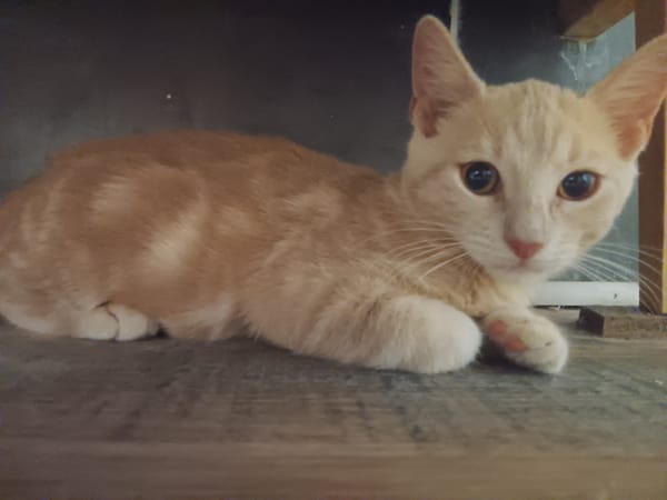RAJAH