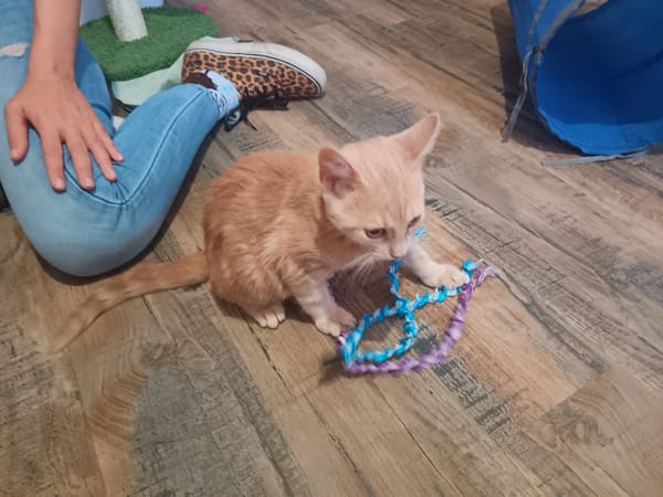 RAJAH