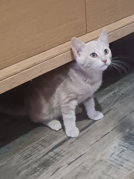 RAJAH