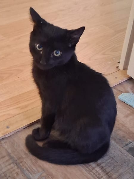 BAGHEERA**