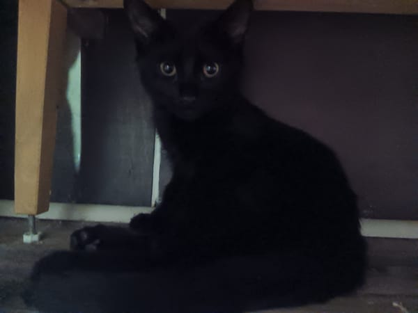 BAGHEERA**