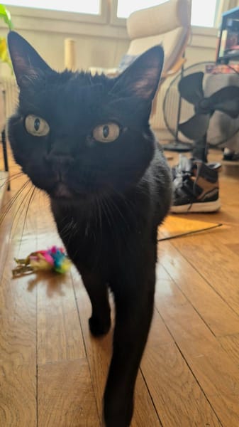 Otis