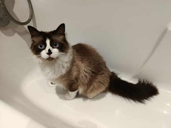 Kaki